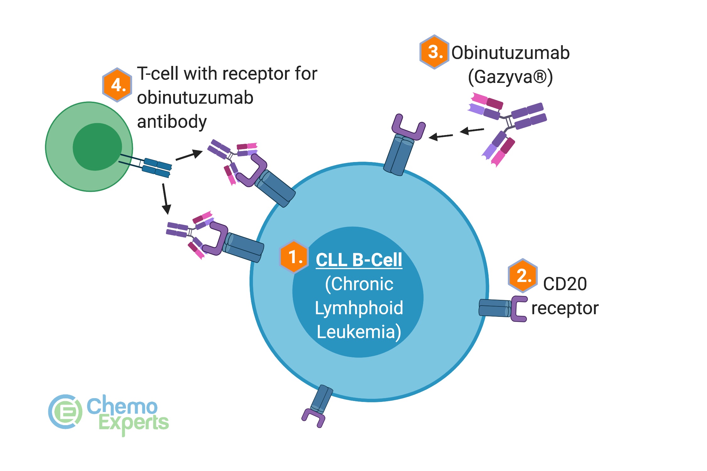 Acalabrutinib (Calquence®) + Obinutuzumab (Gazyva®) for CLL | ChemoExperts